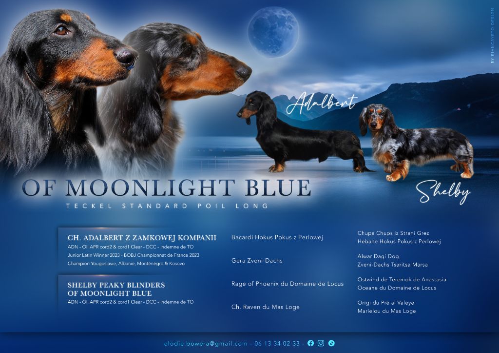 chiot Teckel poil long Of Moonlight Blue