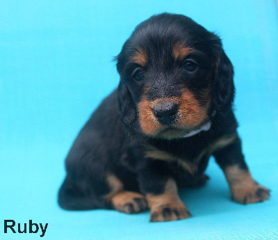 Very irrésistible Ruby Shelby