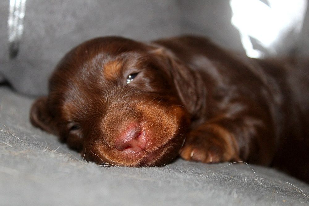 Sweet dream Of Moonlight Blue