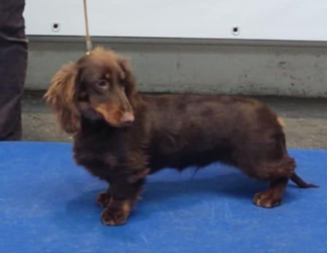 Vaillant Des coeurs d'alène