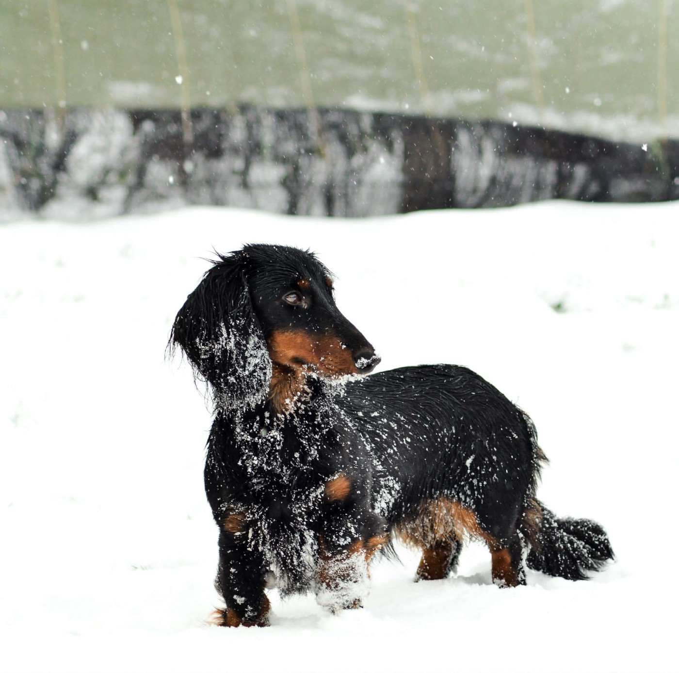 duende alanta Eagle flight