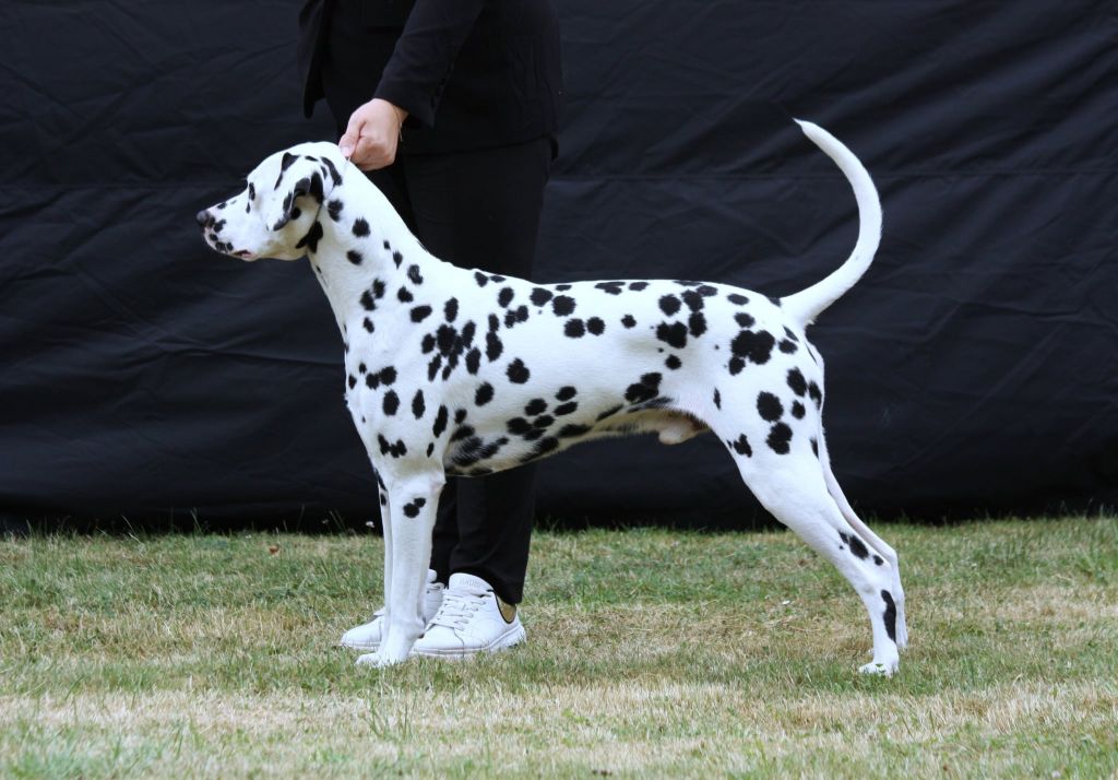 CH. puntinato ballante Winner gold