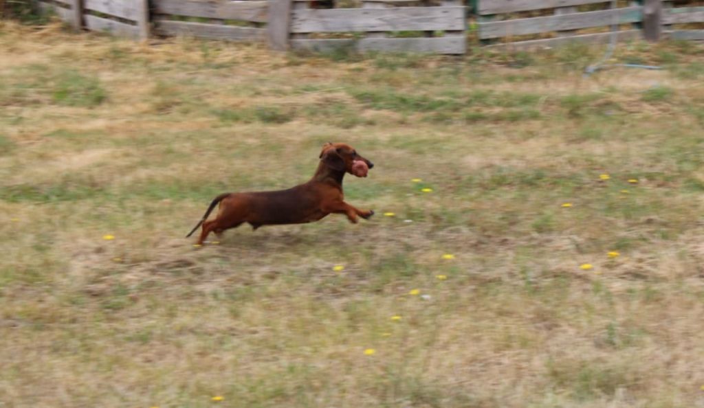 Aslan du domaine de luard