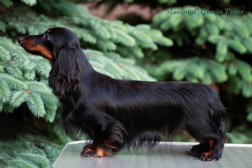 slavental Gracia vinus