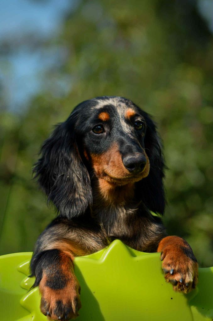 Arcane jinx Of Moonlight Blue