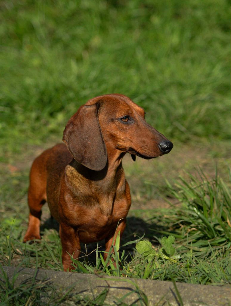 Aslan du domaine de luard