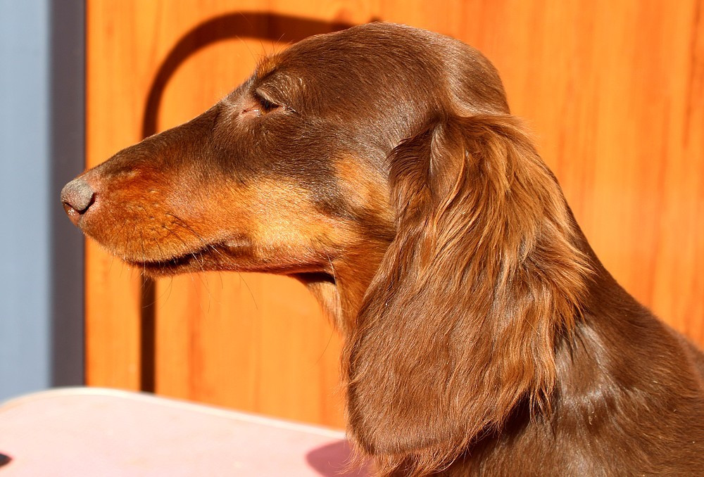 A last race Of Moonlight Blue