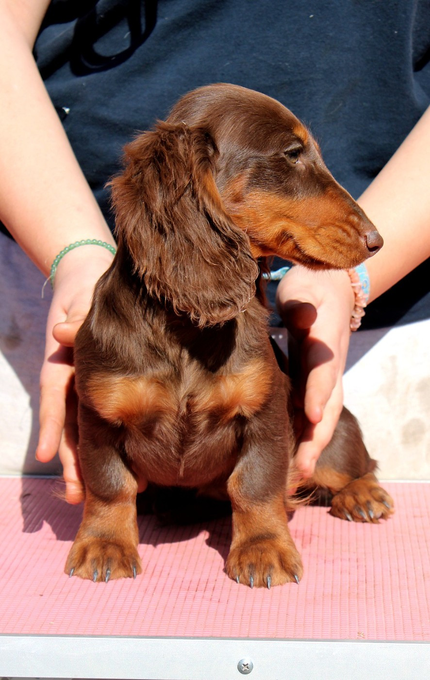 All the Star Of Moonlight Blue