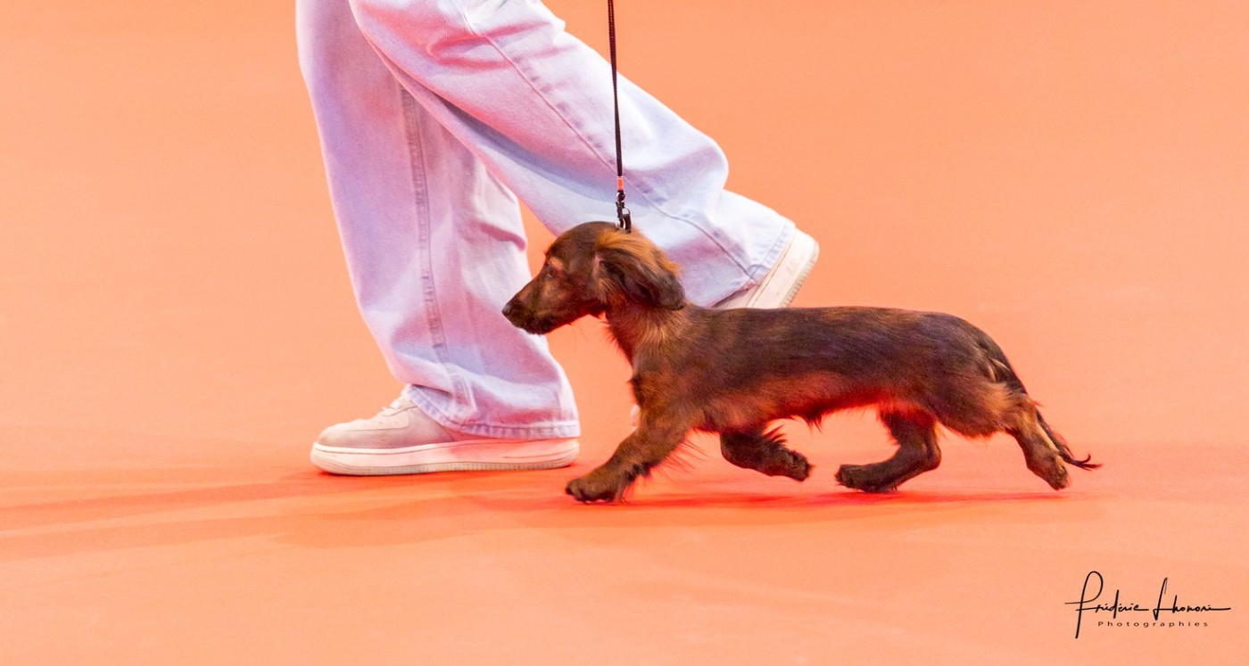 A The Star Rumi Of Moonlight Blue