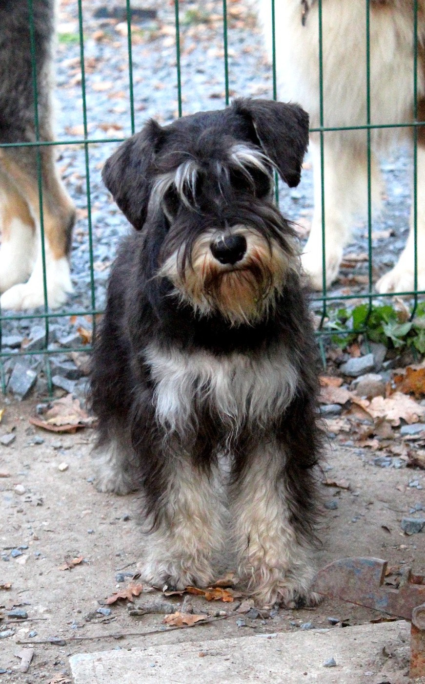Anta du Moulin de la Terrasse