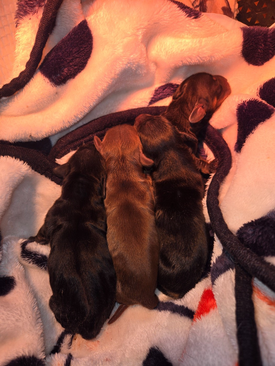 Of Moonlight Blue - Chiots disponibles - Teckel poil long