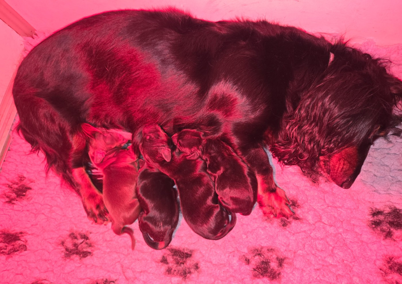 Of Moonlight Blue - Chiots disponibles - Teckel poil long