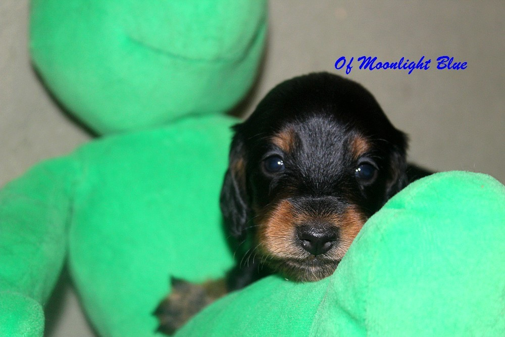 Of Moonlight Blue - Chiots disponibles - Teckel poil long