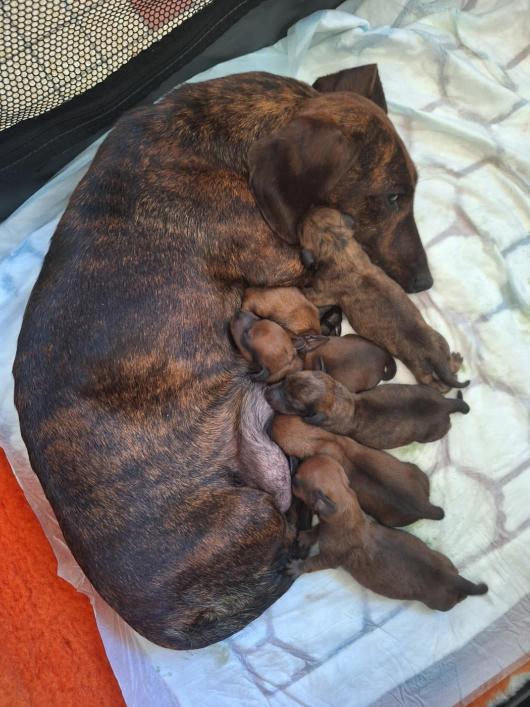 Chiot Teckel poil ras Of Moonlight Blue