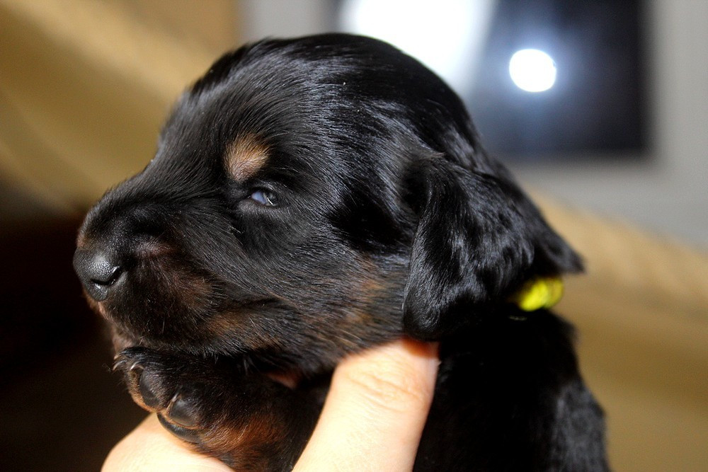 Of Moonlight Blue - Chiots disponibles - Teckel poil long