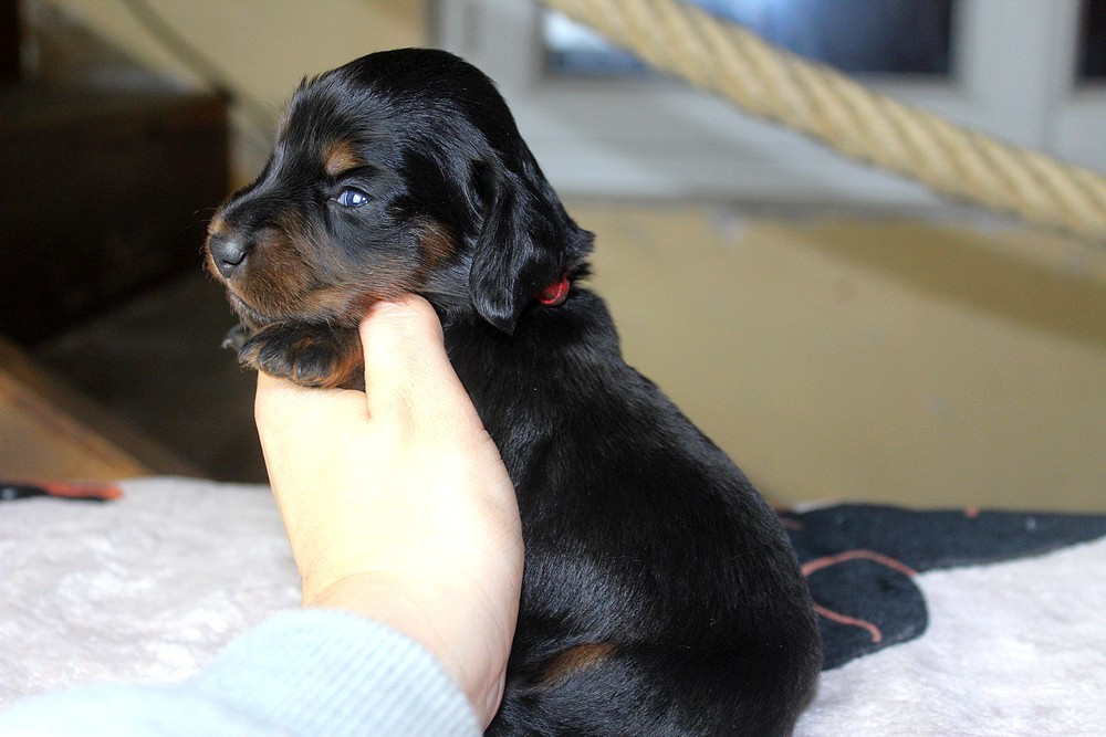 Of Moonlight Blue - Chiots disponibles - Teckel poil long