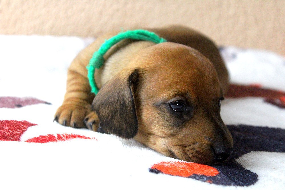 Of Moonlight Blue - Chiots disponibles - Teckel poil ras