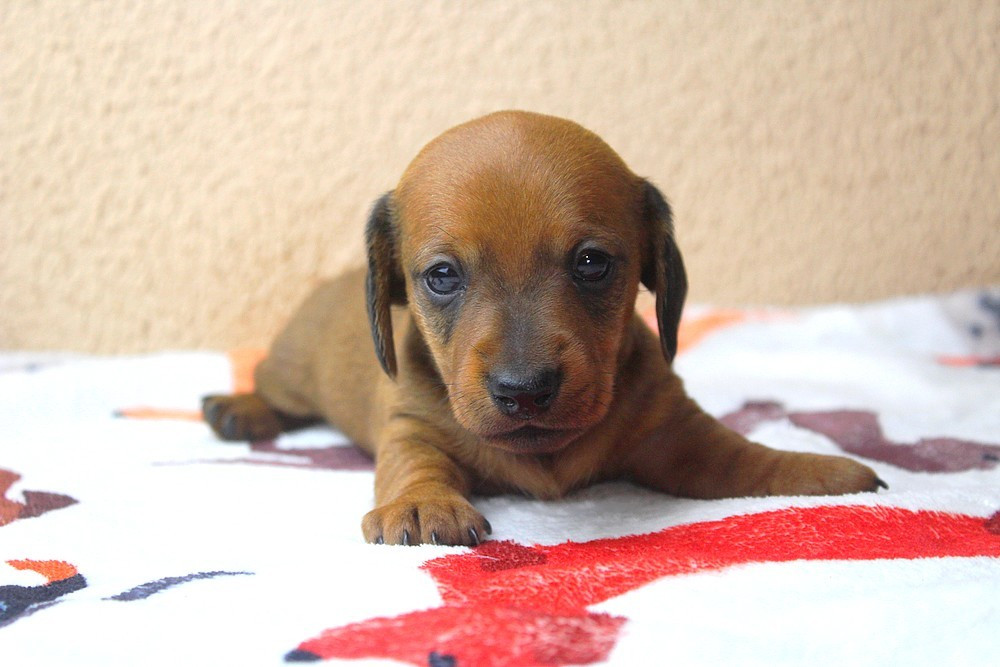 Of Moonlight Blue - Chiots disponibles - Teckel poil ras
