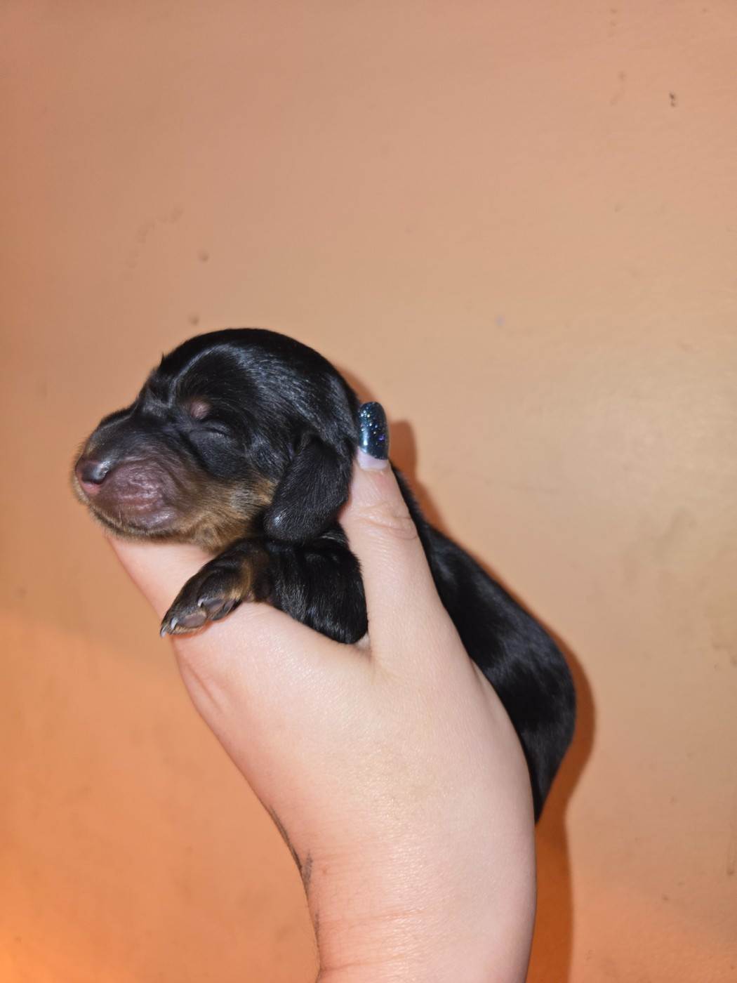 Of Moonlight Blue - Chiots disponibles - Teckel poil long
