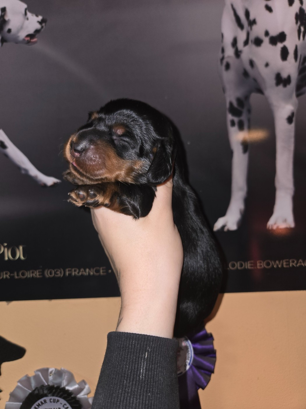 Of Moonlight Blue - Chiots disponibles - Teckel poil long