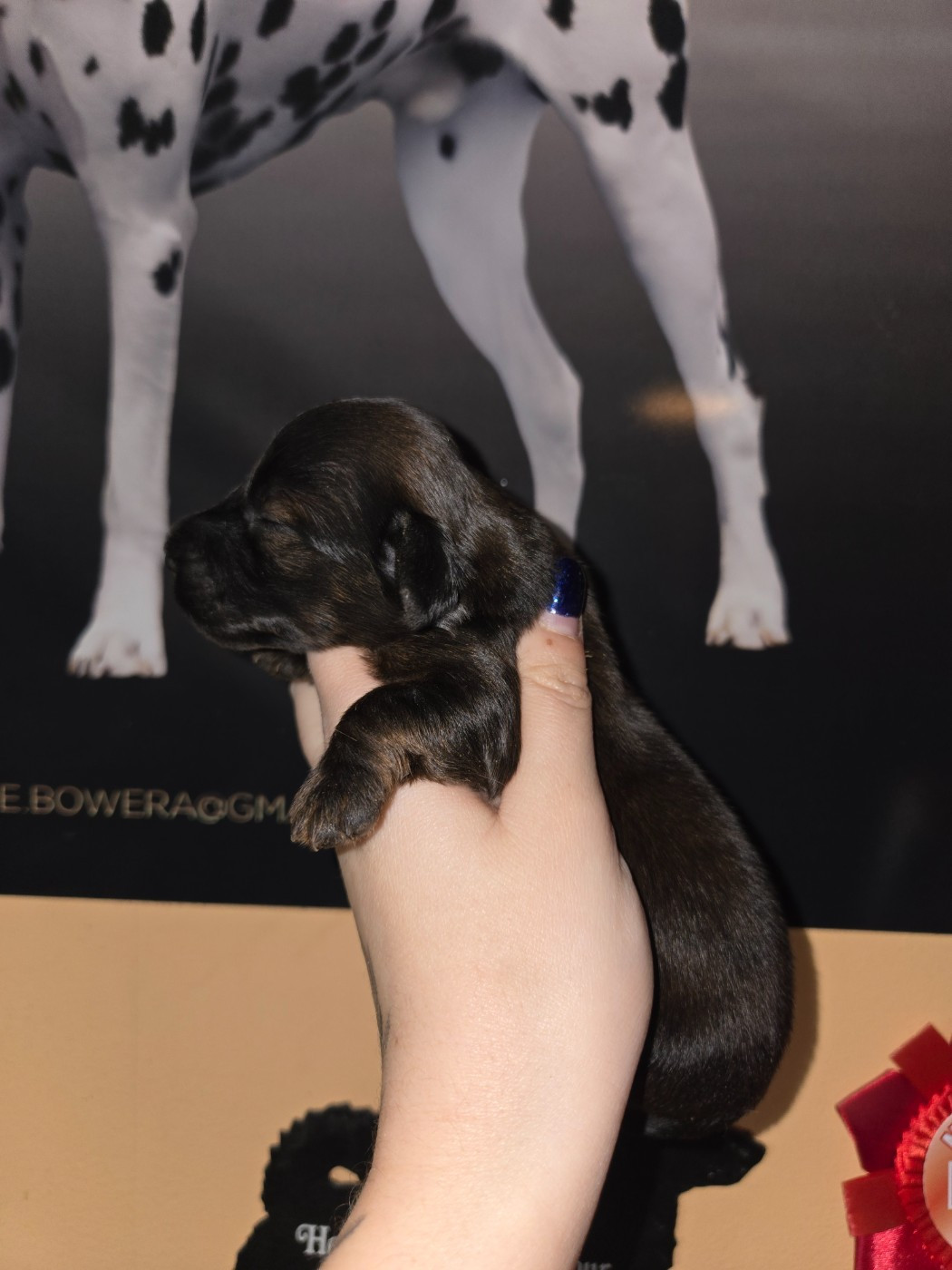 Of Moonlight Blue - Chiots disponibles - Teckel poil long
