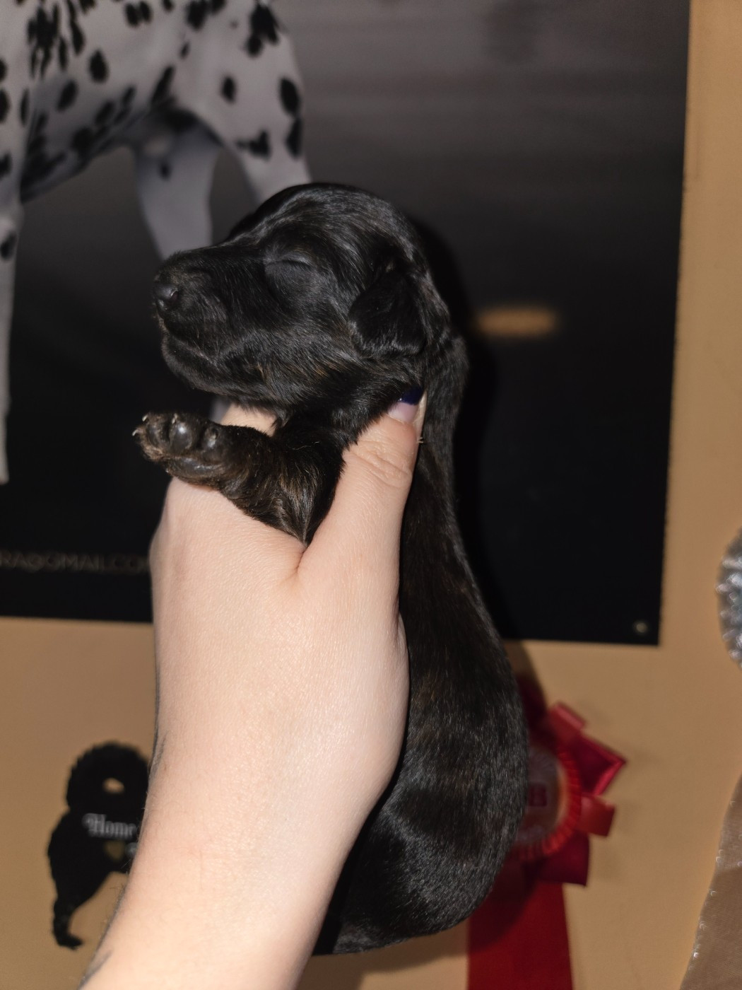 Of Moonlight Blue - Chiots disponibles - Teckel poil long