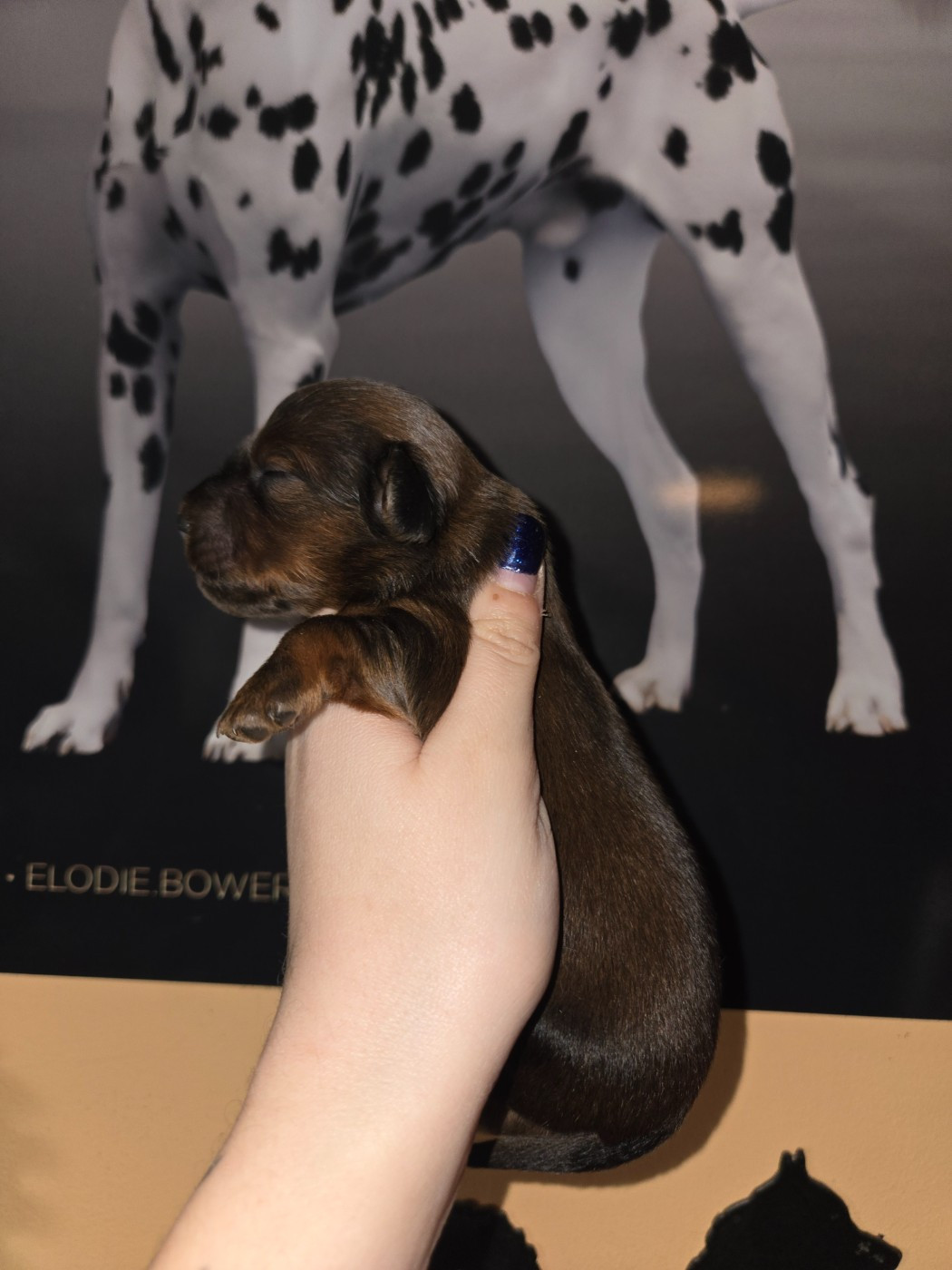 Of Moonlight Blue - Chiots disponibles - Teckel poil long