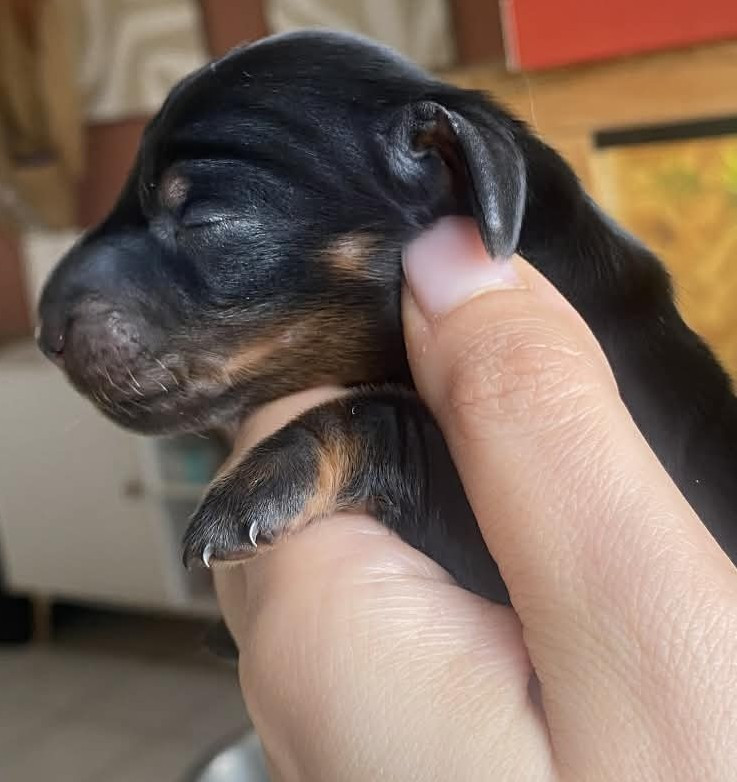 Of Moonlight Blue - Chiots disponibles - Teckel poil long