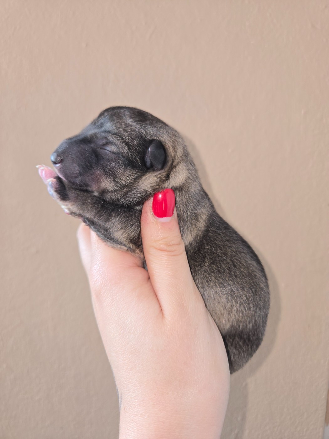 Of Moonlight Blue - Chiots disponibles - Spitz des Visigoths