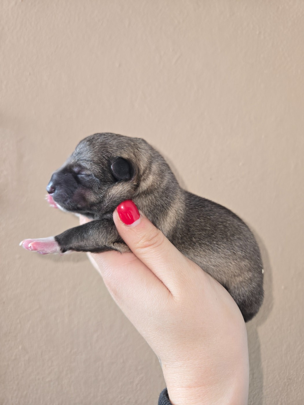 Of Moonlight Blue - Chiots disponibles - Spitz des Visigoths