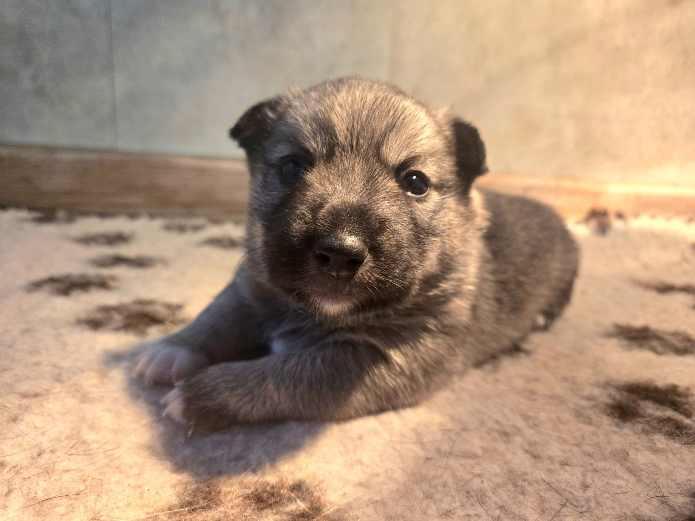 Of Moonlight Blue - Chiots disponibles - Spitz des Visigoths