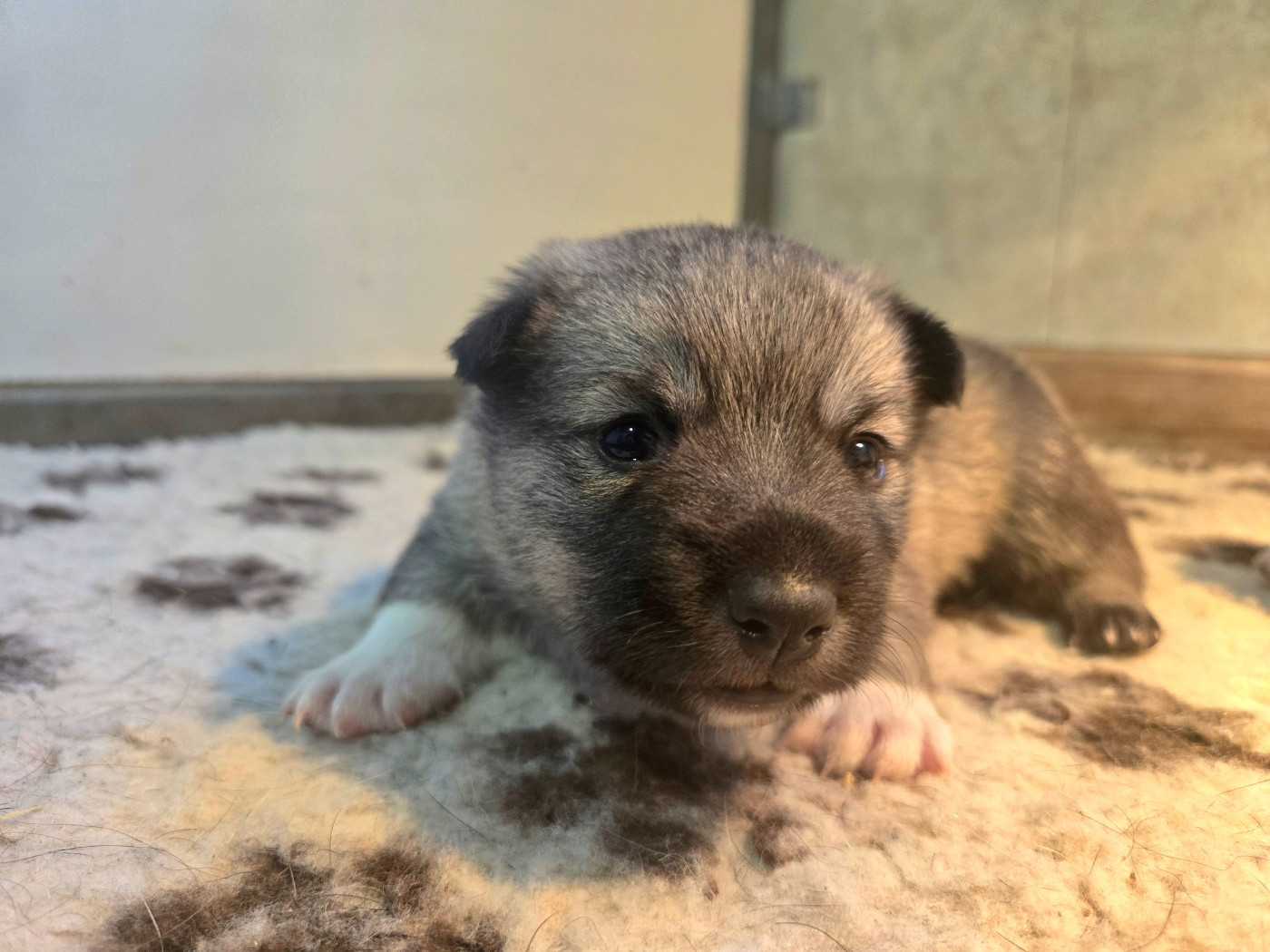 Of Moonlight Blue - Chiots disponibles - Spitz des Visigoths