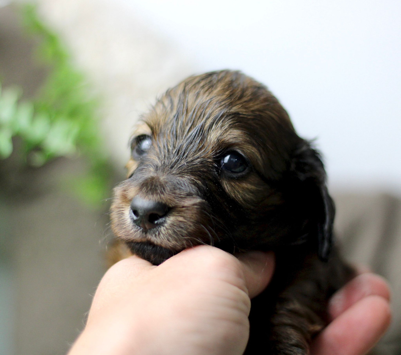 Of Moonlight Blue - Chiots disponibles - Teckel poil long
