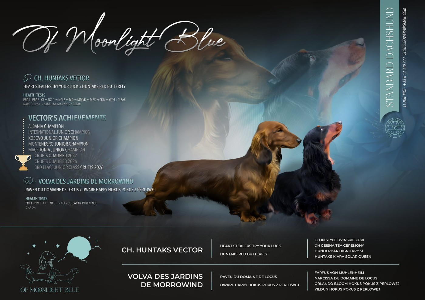 Chiot Teckel poil long Of Moonlight Blue