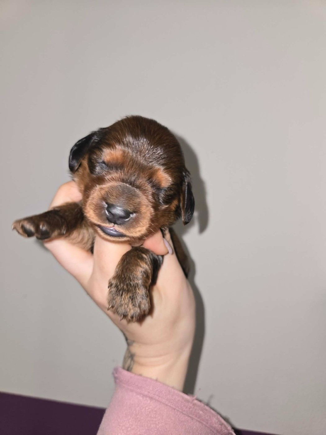 Of Moonlight Blue - Chiots disponibles - Teckel poil long