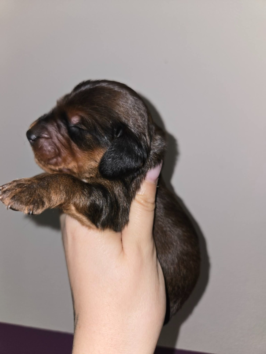 Of Moonlight Blue - Chiots disponibles - Teckel poil long