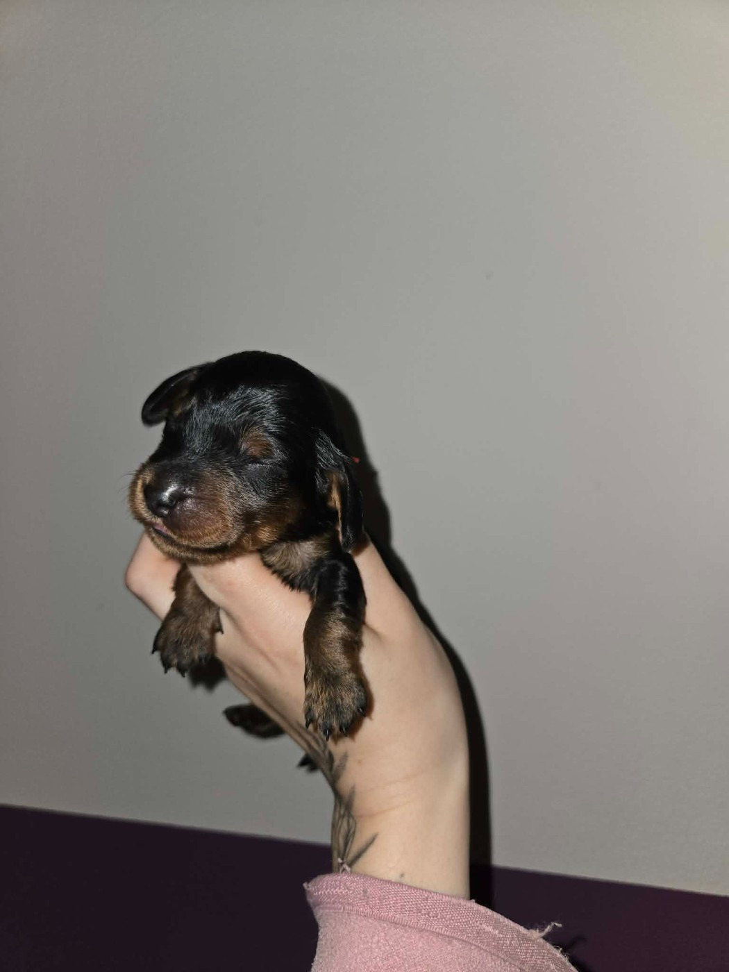 Of Moonlight Blue - Chiots disponibles - Teckel poil long