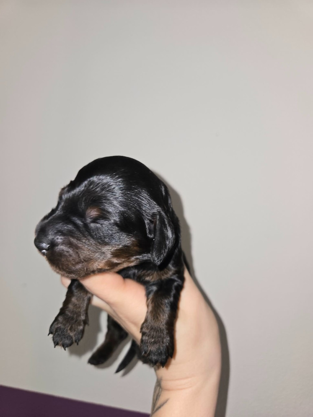 Of Moonlight Blue - Chiots disponibles - Teckel poil long