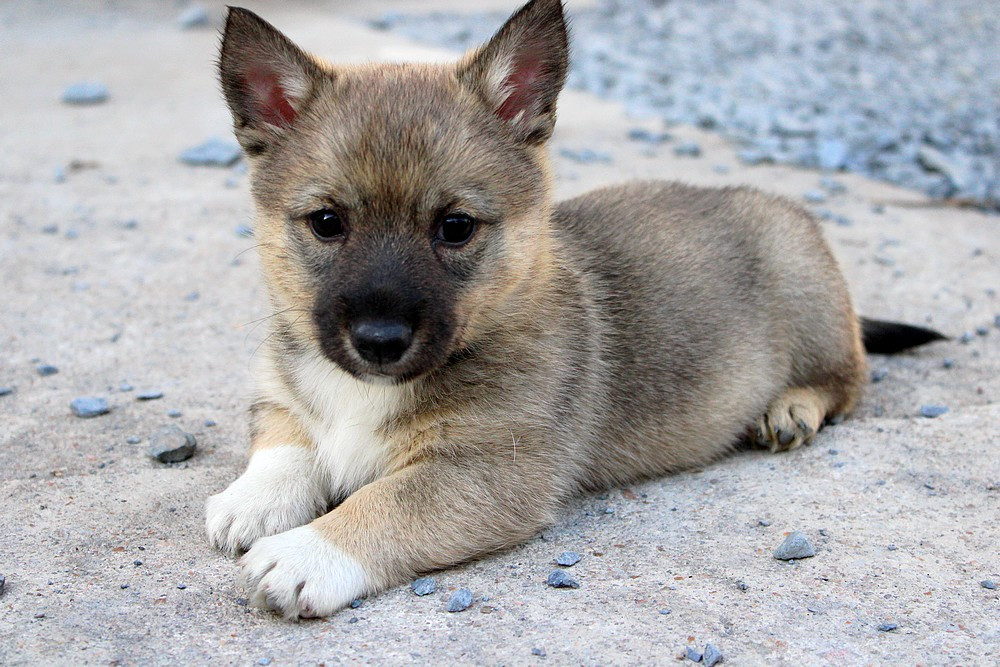 Of Moonlight Blue - Chiots disponibles - Spitz des Visigoths