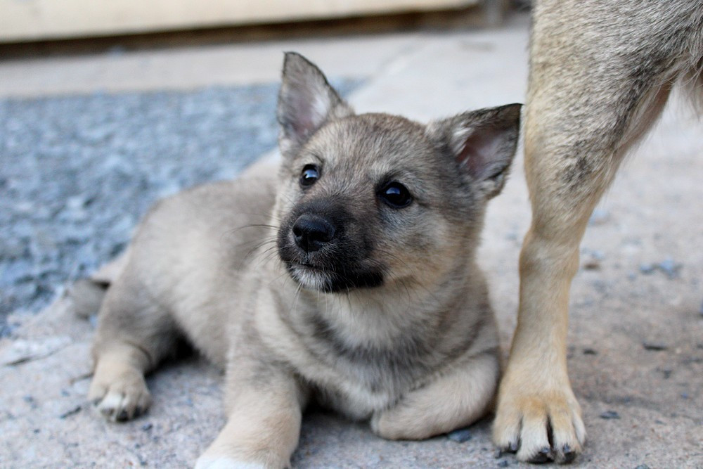Of Moonlight Blue - Chiots disponibles - Spitz des Visigoths