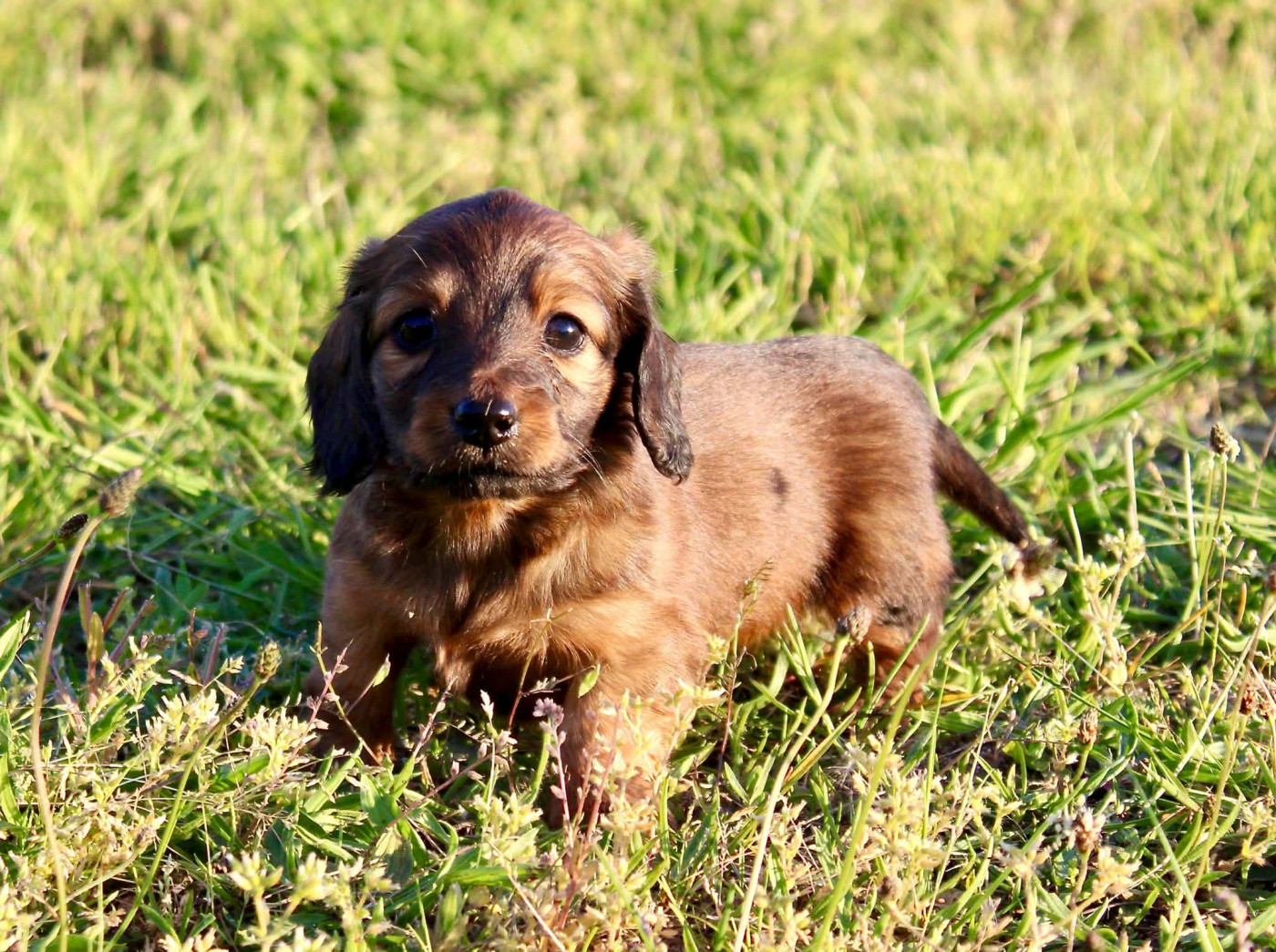 Of Moonlight Blue - Chiots disponibles - Teckel poil long