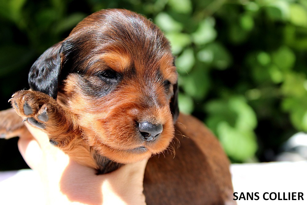 Of Moonlight Blue - Chiots disponibles - Teckel poil long