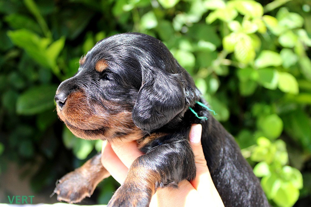 Of Moonlight Blue - Chiots disponibles - Teckel poil long