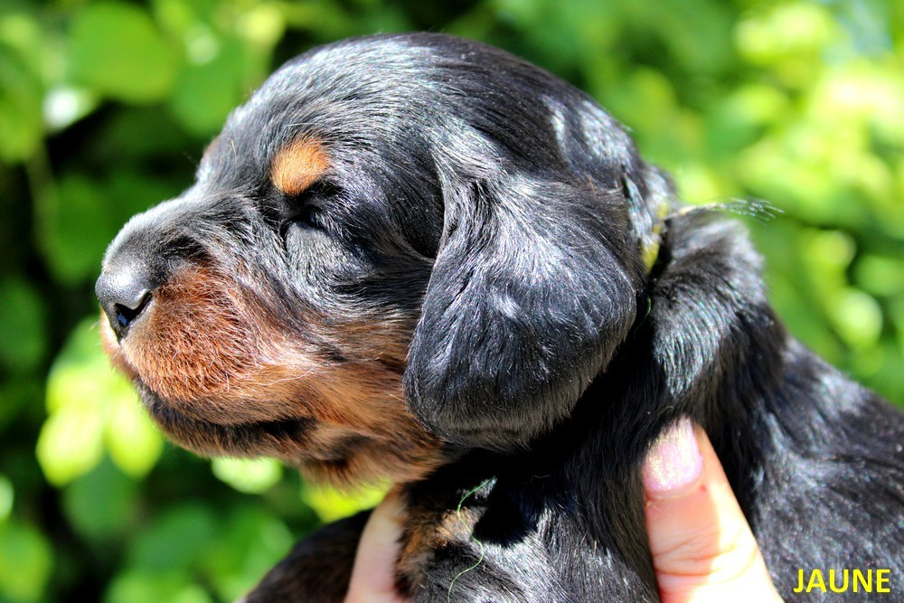 Of Moonlight Blue - Chiots disponibles - Teckel poil long