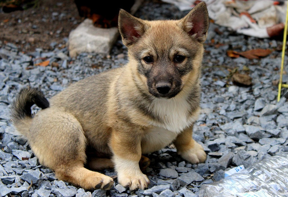 Of Moonlight Blue - Chiots disponibles - Spitz des Visigoths