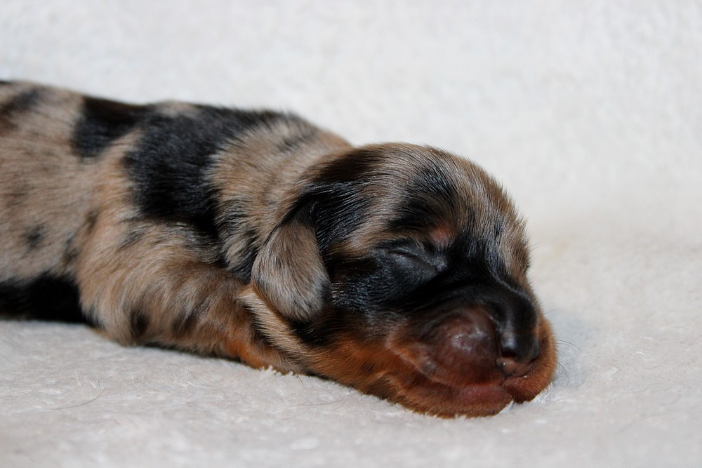 Of Moonlight Blue - Chiots disponibles - Teckel poil long