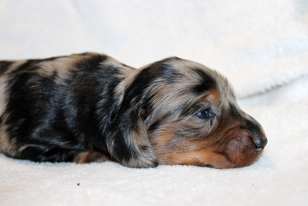 Of Moonlight Blue - Chiots disponibles - Teckel poil long
