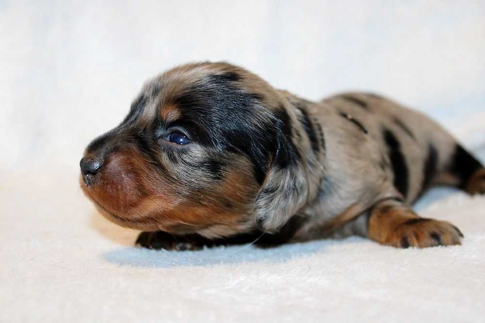 Of Moonlight Blue - Chiots disponibles - Teckel poil long