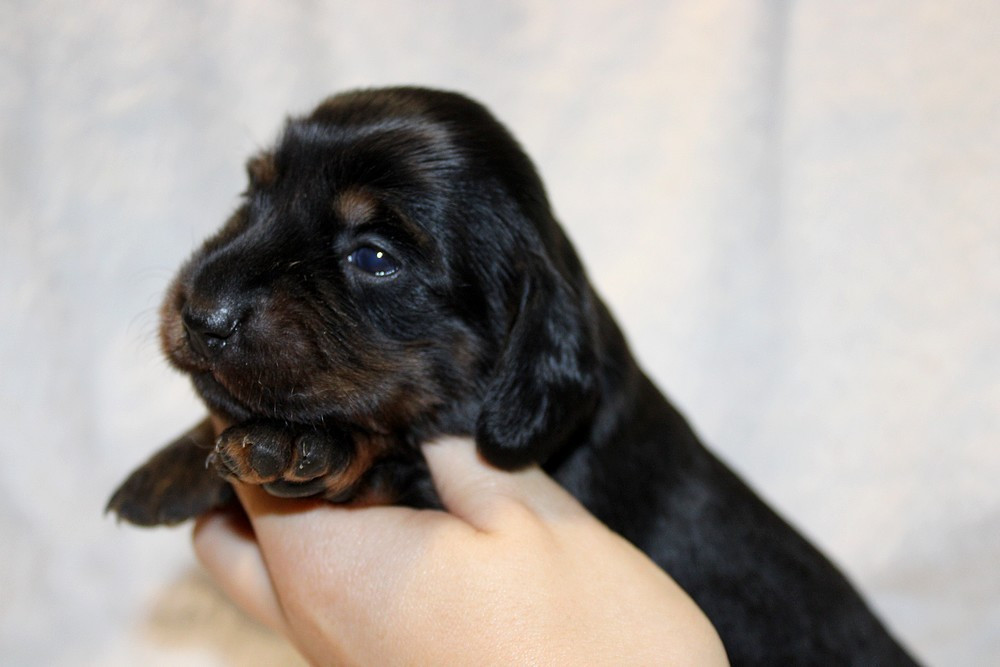 Of Moonlight Blue - Chiots disponibles - Teckel poil long