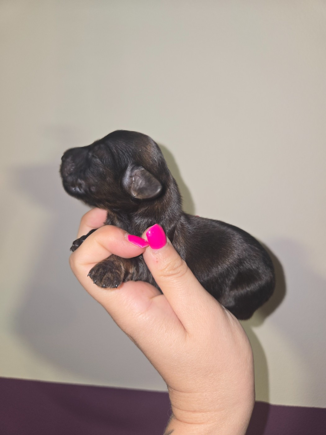 Of Moonlight Blue - Chiots disponibles - Teckel poil long